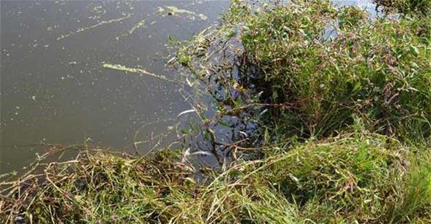 Authorities warn locals not to consume dead fish washed ashore in Turkish river