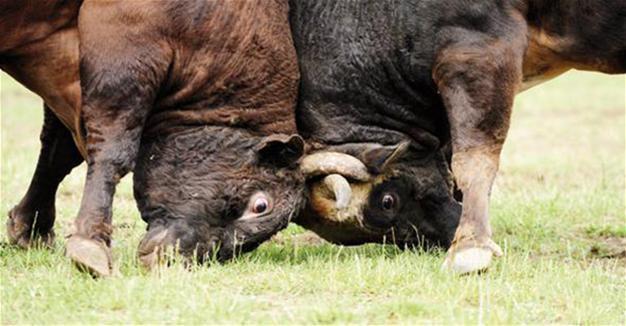 Bullfighting to be held for first time nationally in Turkey