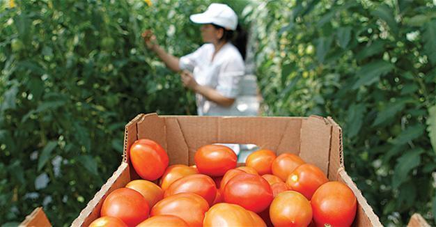 Russian ban on Turkish tomatoes bears domestic fruit