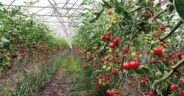 Belarus becomes top tomato importer from Turkey’s Antalya amid Russia ban