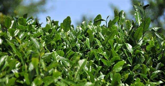 Turkey gifts tea plant to Pakistan