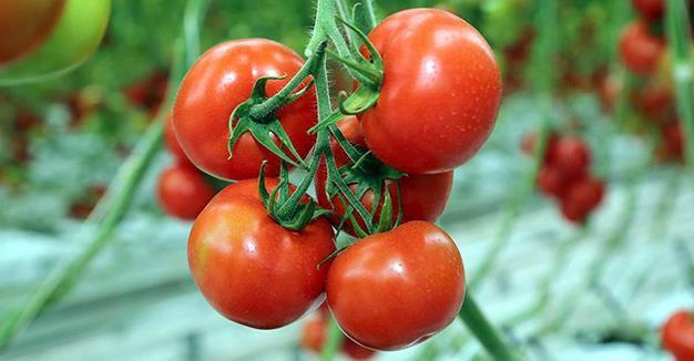 Russia ‘may partially resume tomato imports from Turkey in October’