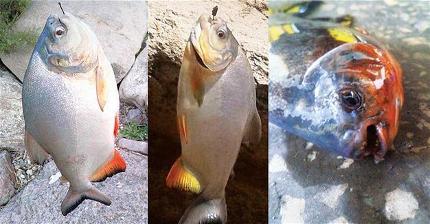 Piranhas seen in Turkish waters