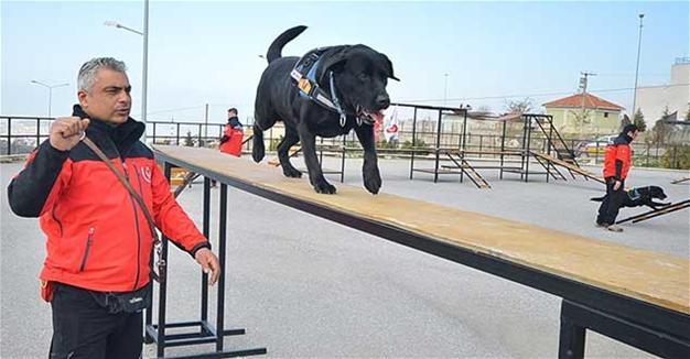 İzmir rescue dog Şans dies