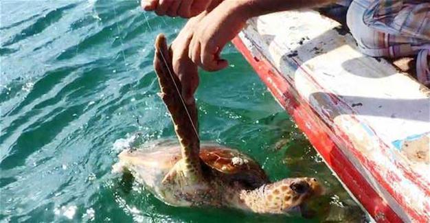 Caretta caretta rescued from buoy in Turkey’s Bodrum resort
