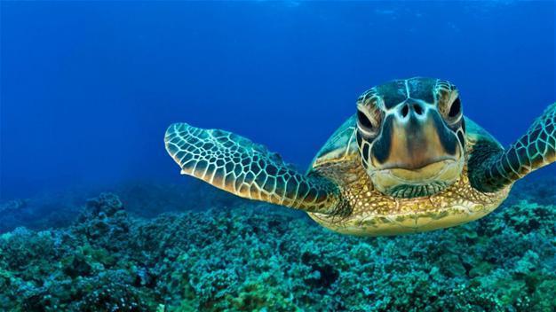 Antalya governor calls for protection of endangered species
