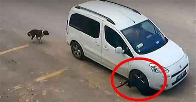 Driver who intentionally killed stray dog in hit-and-run in Turkey’s Antalya released after detention