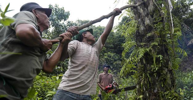 Indonesia palm oil plantations boost security to stop thieves