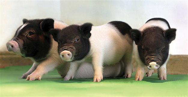 Pig organs created for human transplantations