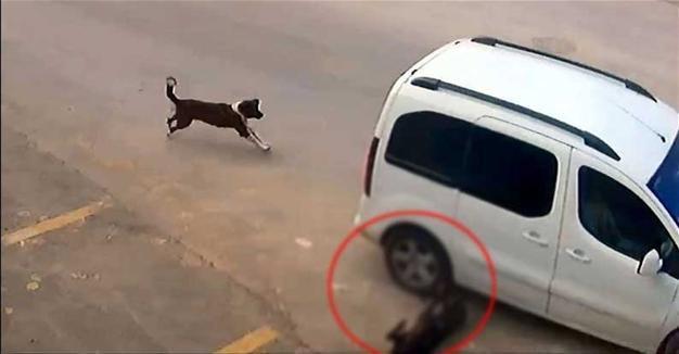 Driver fined 1,097 Turkish Liras for hitting and killing stray dog, license suspended