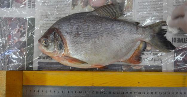 Fish caught in Sivas not piranha
