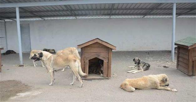 Stray dogs, cats enjoy classical music at Istanbul rehab center