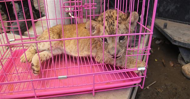 Two-month-old lion cub found inside car in Turkey’s southeast