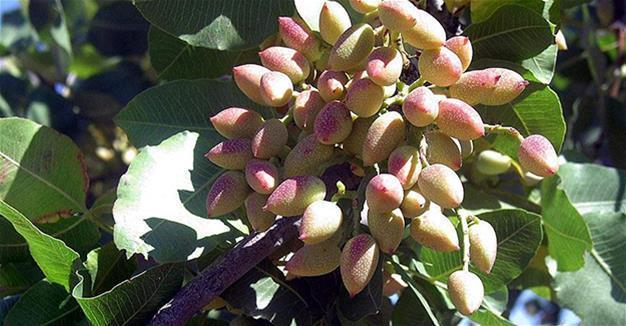 Early harvest, pricey pistachio