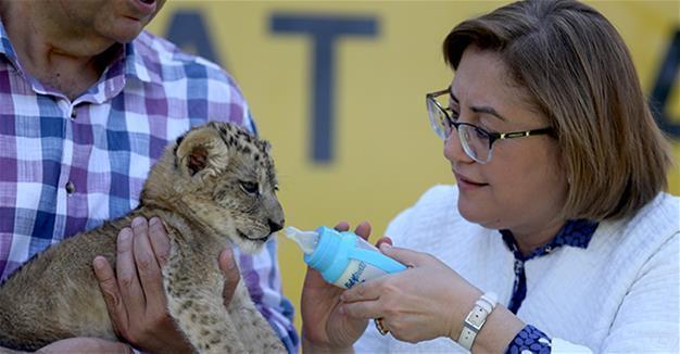 Gaziantep mayor visits saved lion cub, names him ‘Brave’
