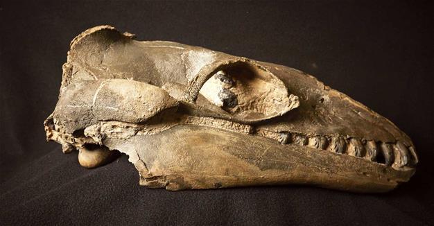 Ancient whales were predators not gentle giants