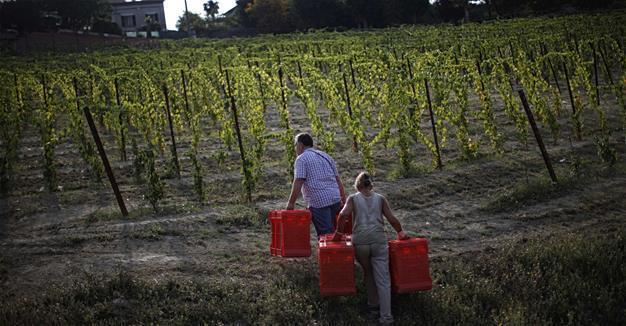 World’s oldest wine may have been Italian