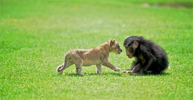 Lion Cesur versus chimpanzee Can in Gaziantep