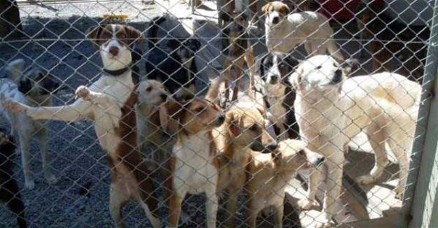 Animals in shelters run by municipalities die during 10-day-long public holiday