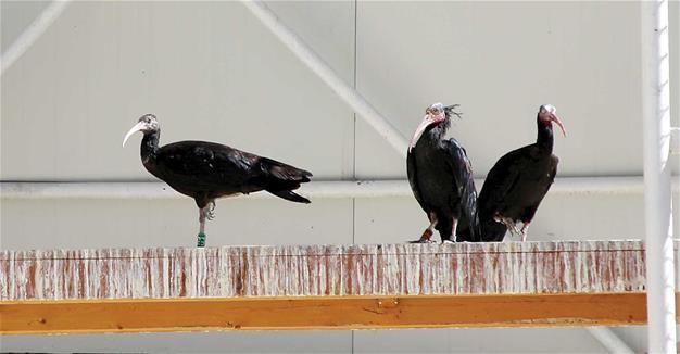 Bald ibises to have new homes