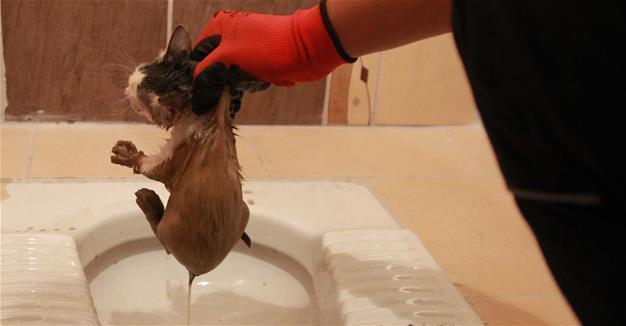 Kitten rescued from toilet hole in northwestern Turkey