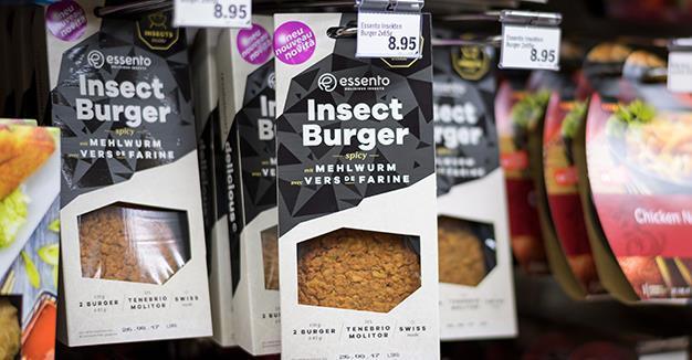 Swiss offer insect burgers of mealworm larvae
