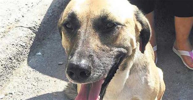 Dog sounds alarm against child kidnapper in western Turkey