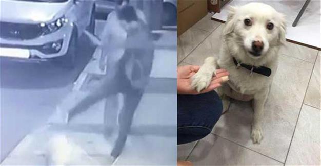 Man detained after footage emerges of him kicking dog in western Turkey