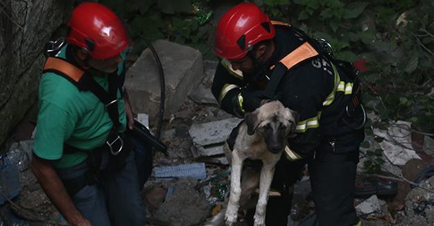Dog tortured, tossed from height of 20 meters saved in Turkey’s Gaziantep
