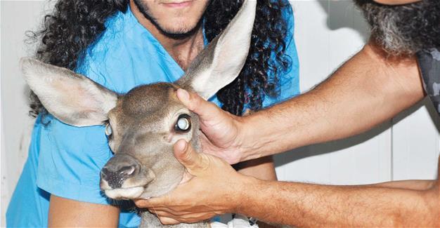 Blind fawn undergoes cataract surgery in Afyon