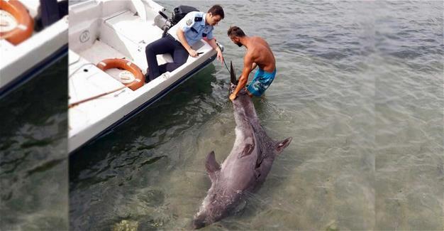 Police save lethargic dolphin from fishing net on Istanbul beach
