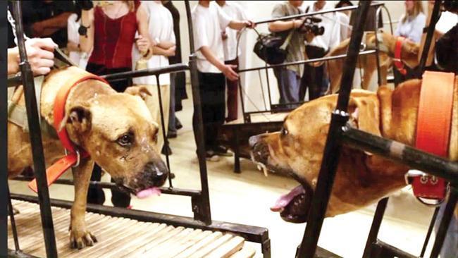 NY Guggenheim museum cuts animal artworks NY Guggenheim museum cuts animal artworks