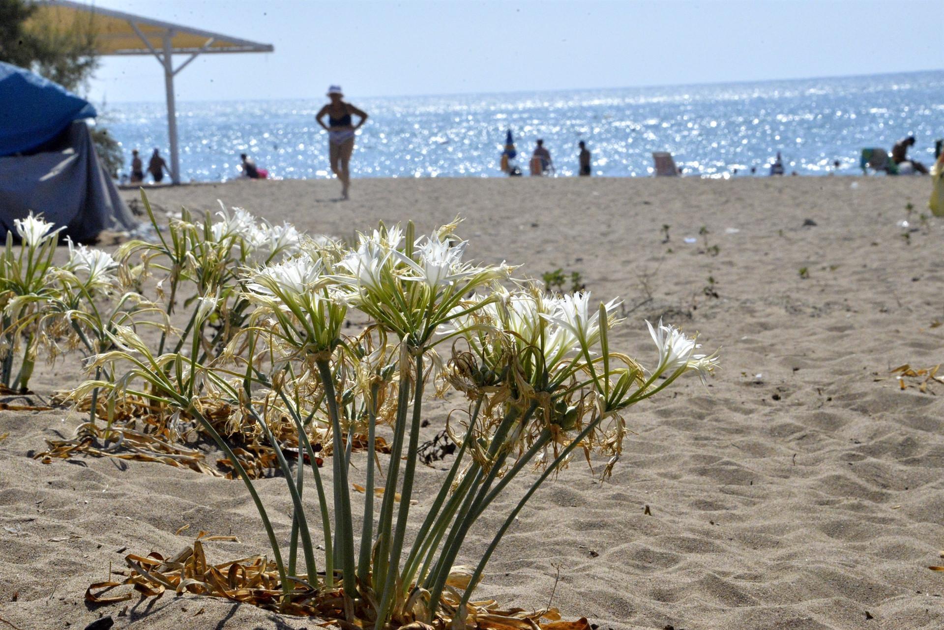 People picking endangered sea daffodils in Turkey’s Mediterranean to be fined
