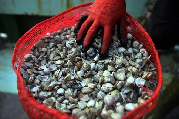 10 tons of cockles to be sold in Europe seized in Turkey