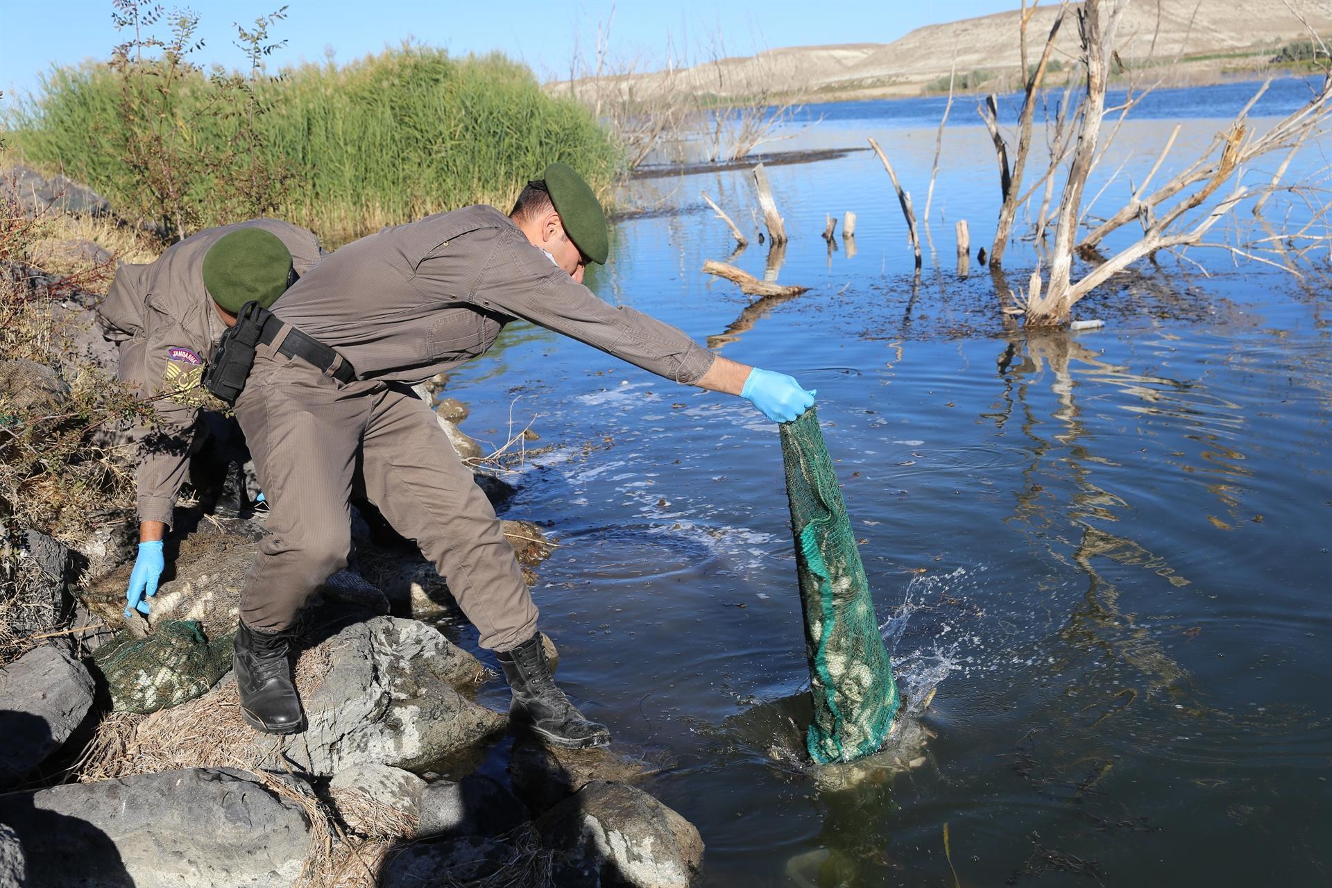Turkish gendarmerie frees 7,500 poached frogs