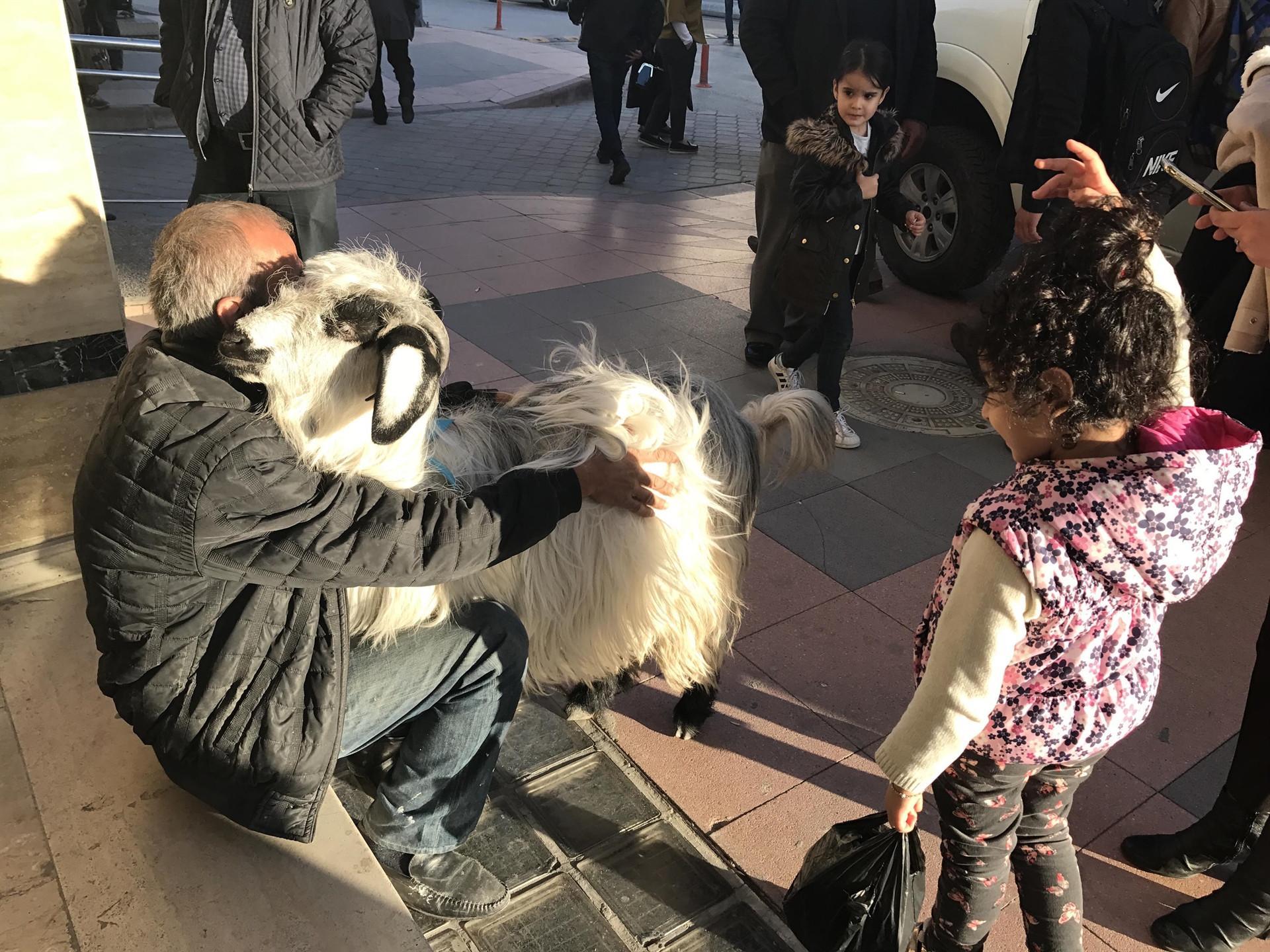 Goat ‘Princess’ becomes apple of locals’ eyes in Turkey’s north