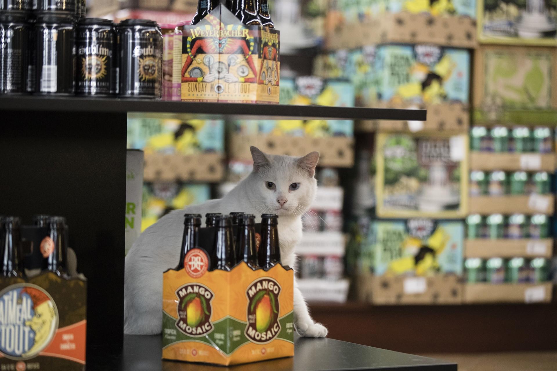 Ornery shelter cats get new chance