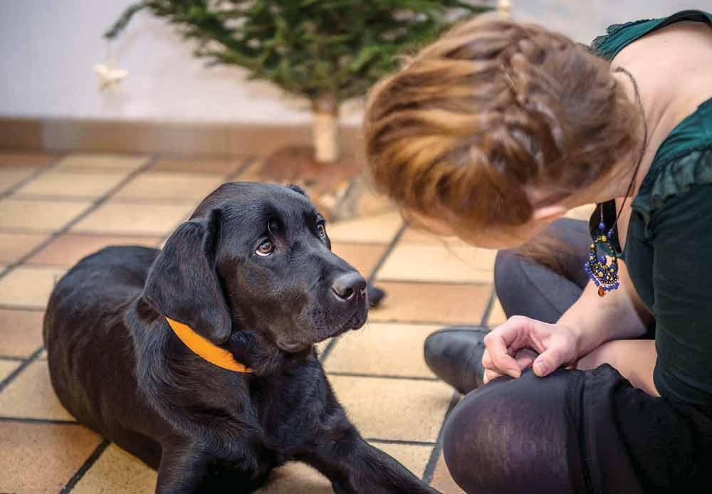 Puppies well aware of reactions from masters