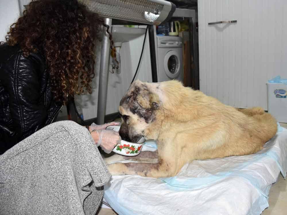Kangal dog returns to life with blood transfusion