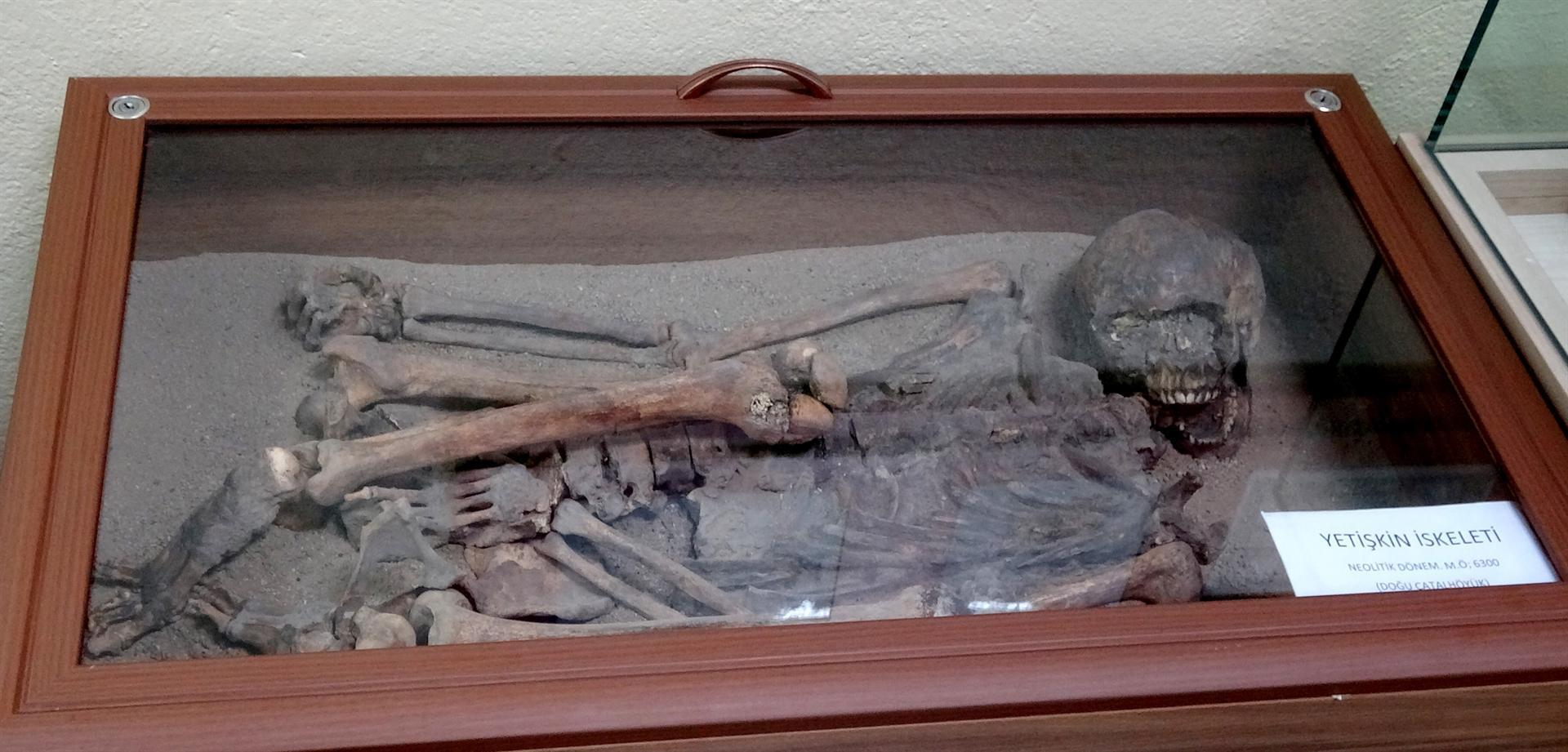 Çatalhöyük skeletons draw museum visitors
