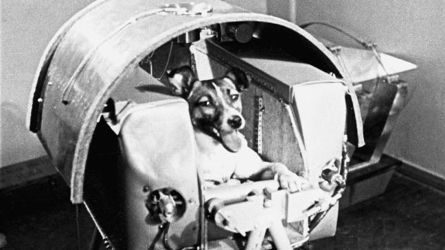 Mice, fish and flies: the animals still being sent into space
