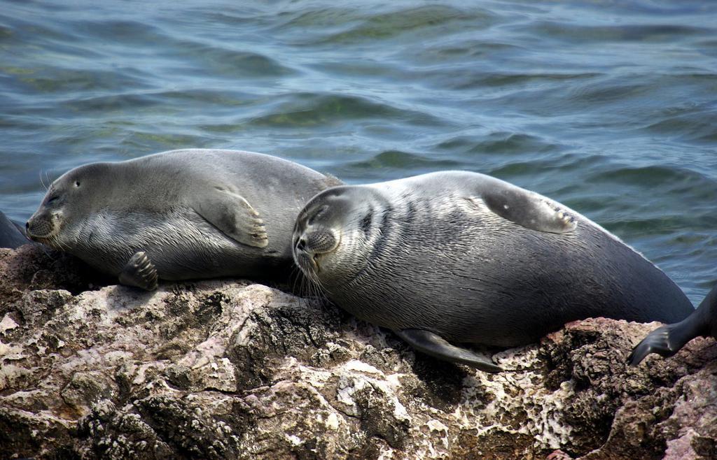 Russia investigates: 141 dead seals wash up on Lake Baikal’s shores