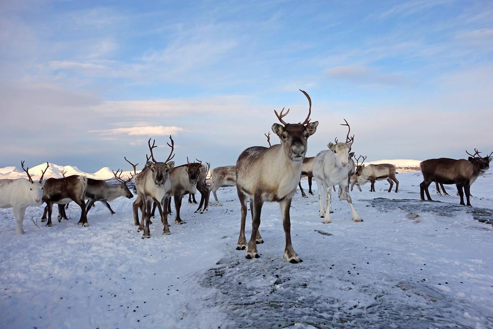 Norway to put up fence to stop reindeer slaughter