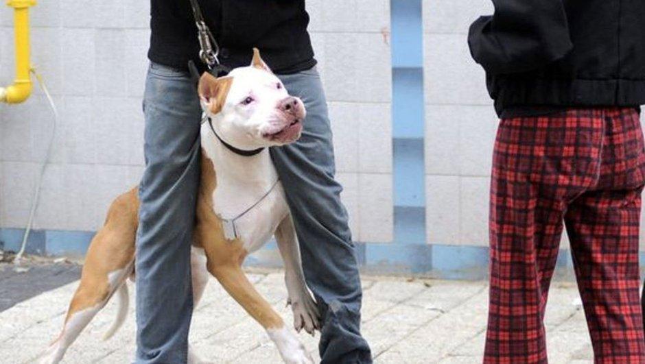 Trabzon court deems pit bull dog a ‘weapon,’ increases man’s sentence