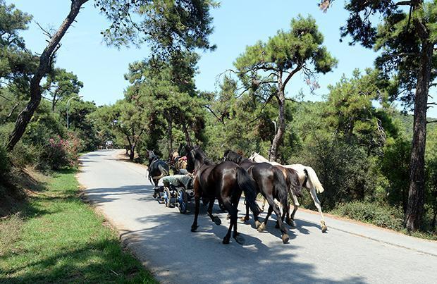 Quarantine imposed in Istanbul’s Büyükada after glanders disease infects horses