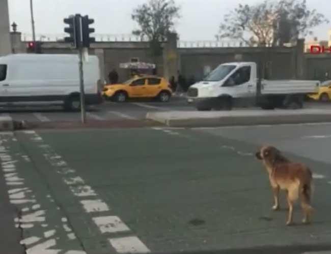 Stray dog fascinates with knowledge of traffic rules in Istanbul