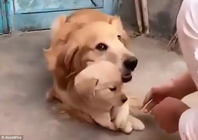 Cute dog refuses to let owner shake hands with newborn puppy