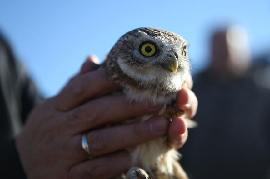 Turkish center treats birds, releases them back to wild