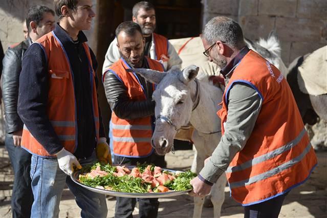 Retirement ceremony held for three garbage collector donkeys in Turkey’s Mardin