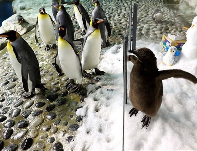 Penguin Maru makes first public waddle